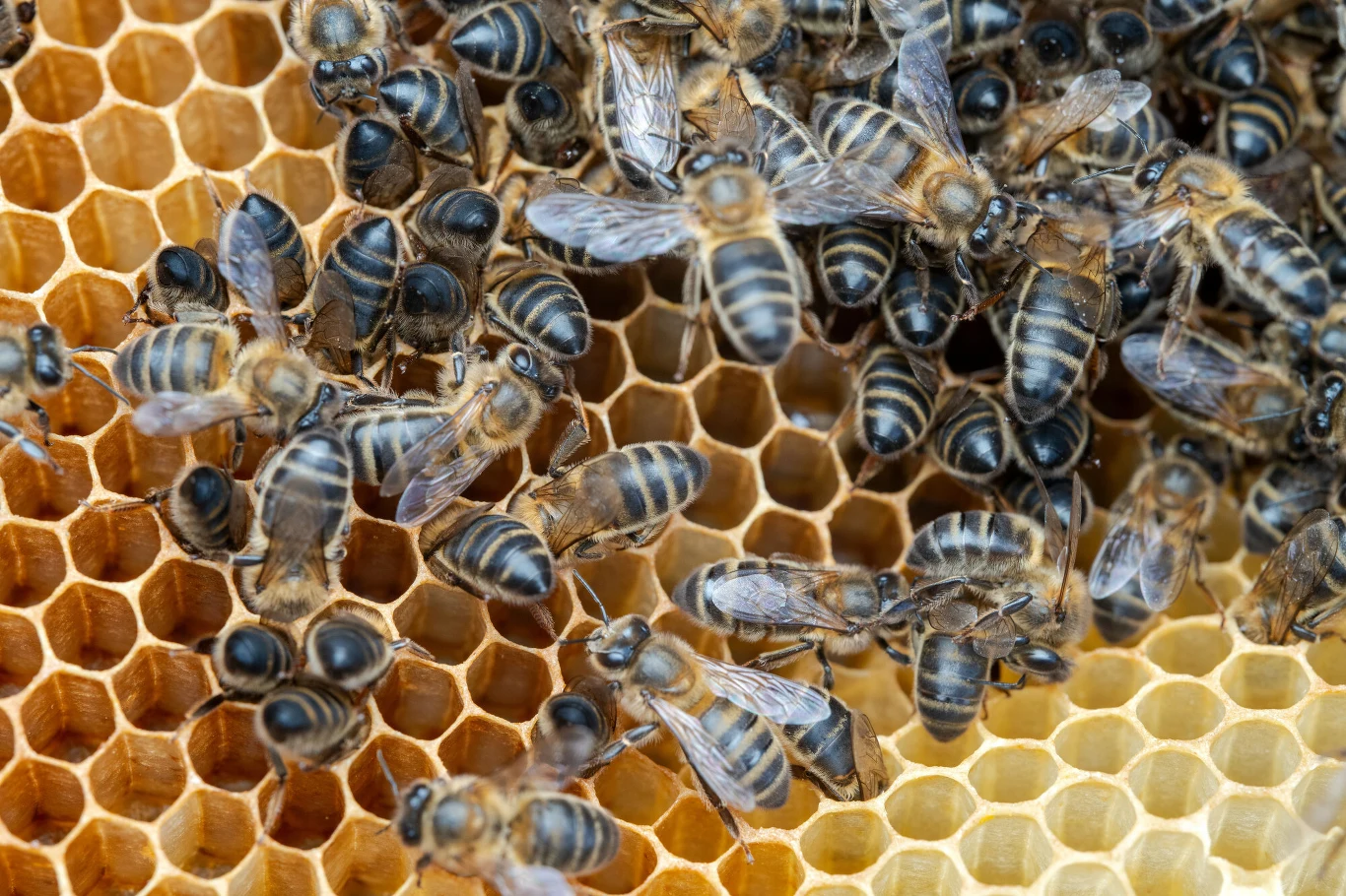 Grupa pszczół pracujących na plastry miodu z widocznymi komórkami wypełnionymi miodem i pyłkiem, owady poruszają się po strukturze woskowej w różnych kierunkach.