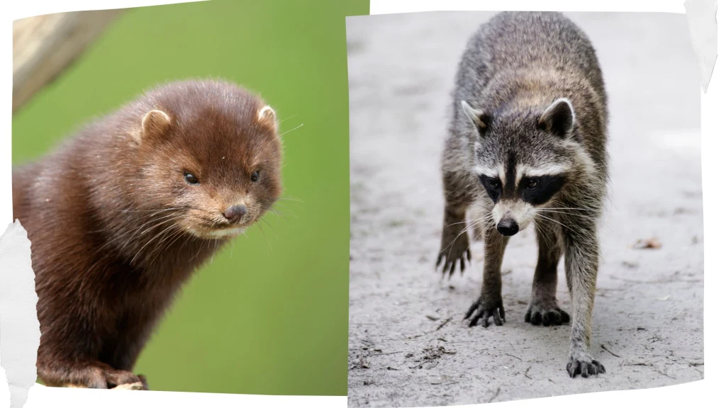 Wizon amerykański i szop pracz - dwa inwazyjne gatunki w Europie Wizon amerykański i szop pracz - dwa inwazyjne gatunki w Europie