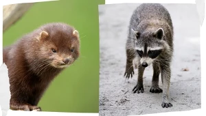 Są zaraz za zmianą klimatu. To drugi największy wróg Matki Natury