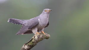 Wyjątkowe zachowanie ptaków. W ludzkim świecie to nie do pomyślenia