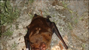 Największy europejski nietoperz to łowca. Pożera ptaki w powietrzu 