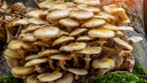 Wybuchła grzybowa epidemia. Padają nawet najzdrowsze okazy