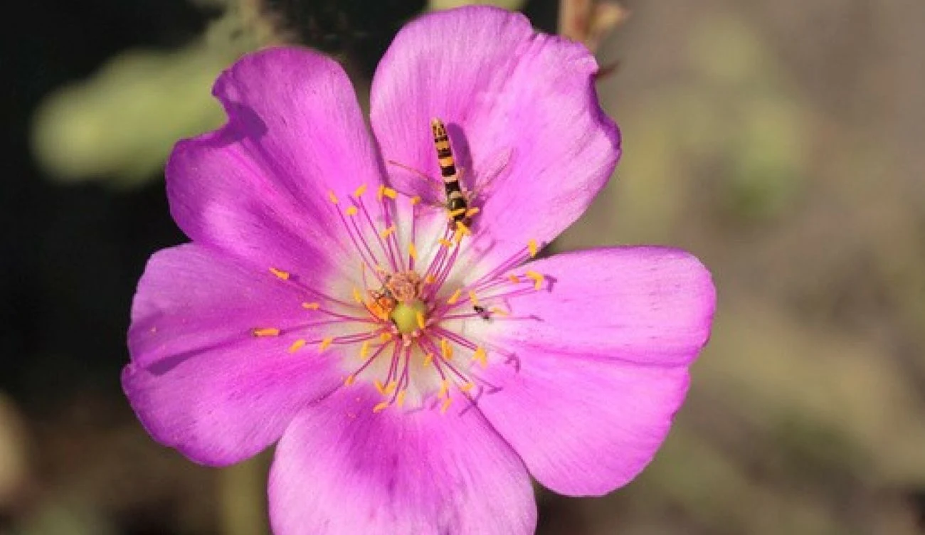 Cistanthe longiscapa kwitnie na najsuchszej pustyni na Ziemi Cistanthe longiscapa kwitnie na najsuchszej pustyni na Ziemi