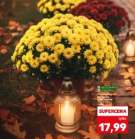 Хризантема