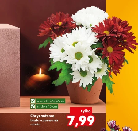 Хризантема Ok.