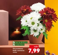 Хризантема Ok.