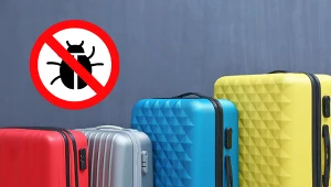 Jak poradzić sobie z pluskwami?