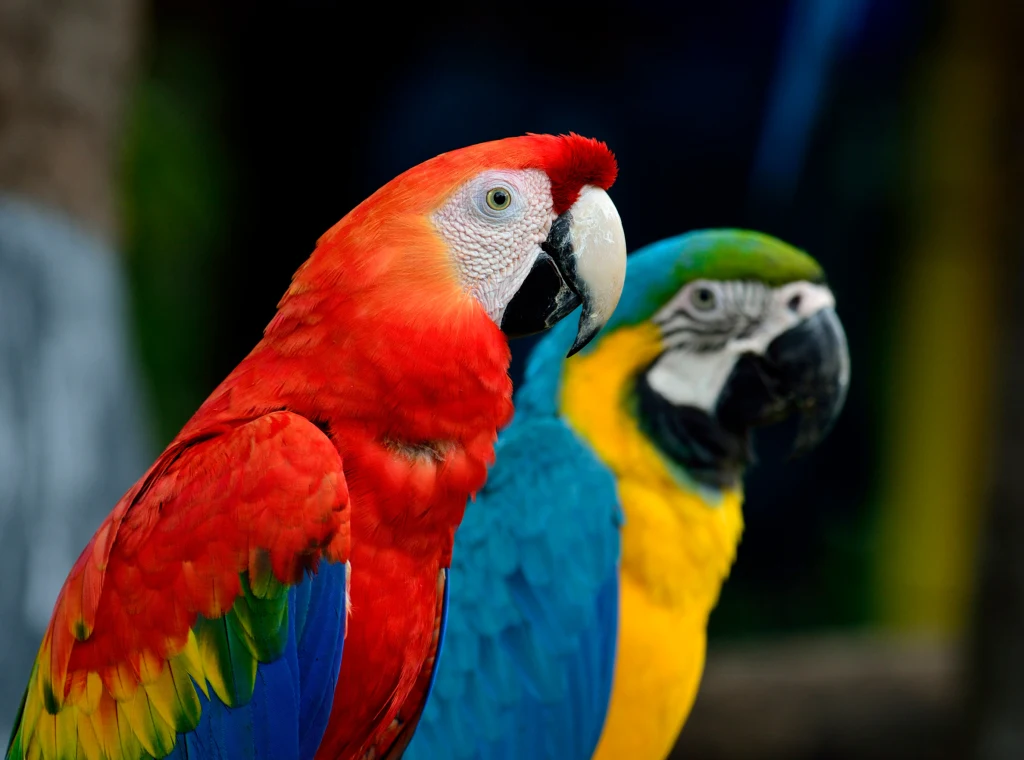 W pożarze poznańskiej papugarni zginęło ok. 60 papug W pożarze poznańskiej papugarni zginęło ok. 60 papug