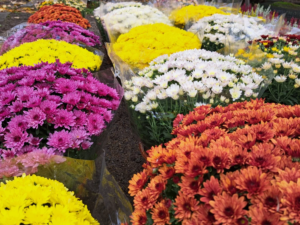 Chryzantemy wcale nie muszą gnić na śmietniku. Lepiej im będzie w ogrodzie Rzędy kolorowych doniczek z chryzantemami w odcieniach fioletu, żółci, bieli i pomarańczu ustawione na ziemi w plenerze, każda grupa kwiatów oddzielona przezroczystą folią.