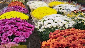 Poczekaj, zanim ruszysz ze szpadlem. Ogród rozpromieni się jesienią