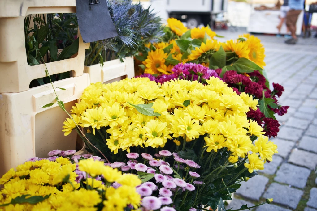 Chryzantemy drobnokwiatowe zazwyczaj są mrozoodporne Kolorowe bukiety kwiatów ustawione w plastikowych skrzynkach na brukowanym chodniku, dominują żółte, fioletowe i czerwone kwiaty, widoczne liście i różnorodność odmian roślin, w tle niewyraźne postacie oraz elementy miejskie.