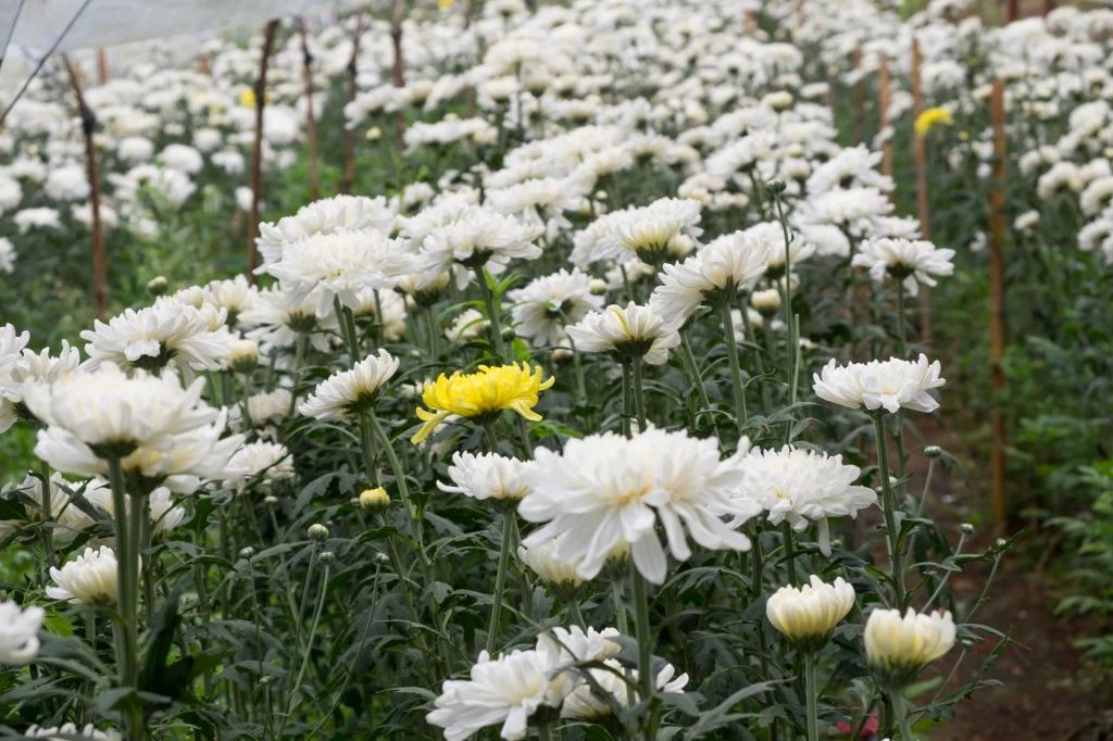 Chryzantemy w ogrodzie dodadzą kolorytu jesienią Pole kwitnących białych chryzantem z jednym charakterystycznym żółtym kwiatem wyróżniającym się na tle jednobarwnego otoczenia, rośliny rosnące w równych rzędach w naturalnym środowisku.