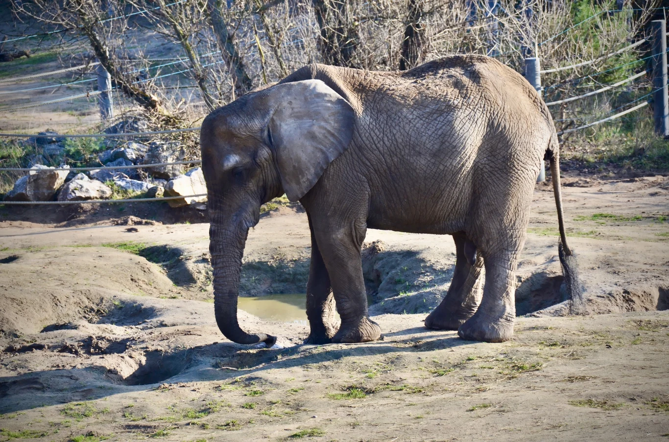 Słonica Kinga z poznańskiego zoo nie żyje Słoń stojący na wybiegu w zoo, otoczony suchą roślinnością i ogrodzeniem z lin.