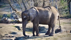 Tragiczne wieści z polskiego zoo. Ulubienica tłumów upadła i nie żyje