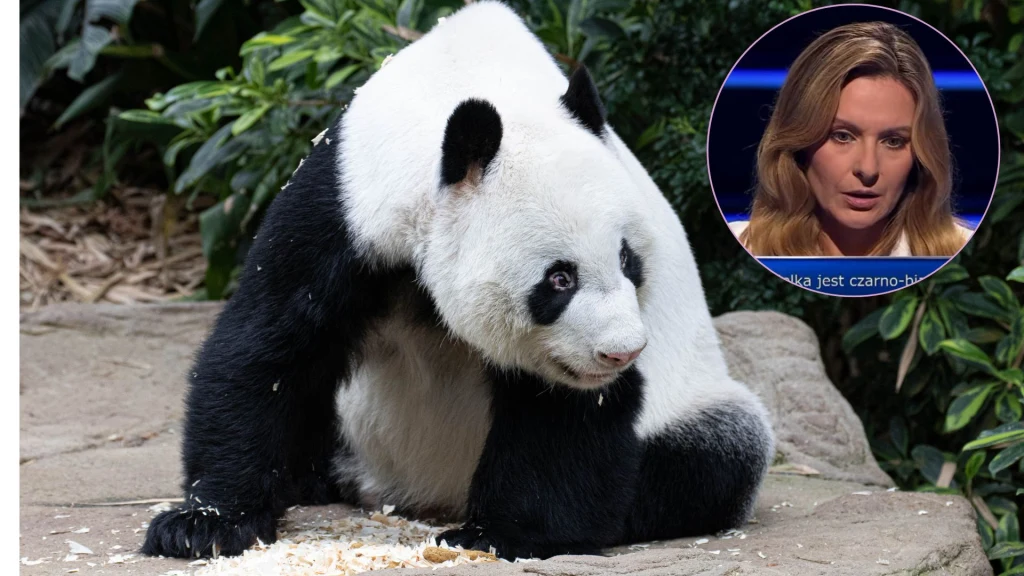Panda wielka sprawiła problem uczestniczce "Millionerów" Panda wielka sprawiła problem uczestniczce "Millionerów"