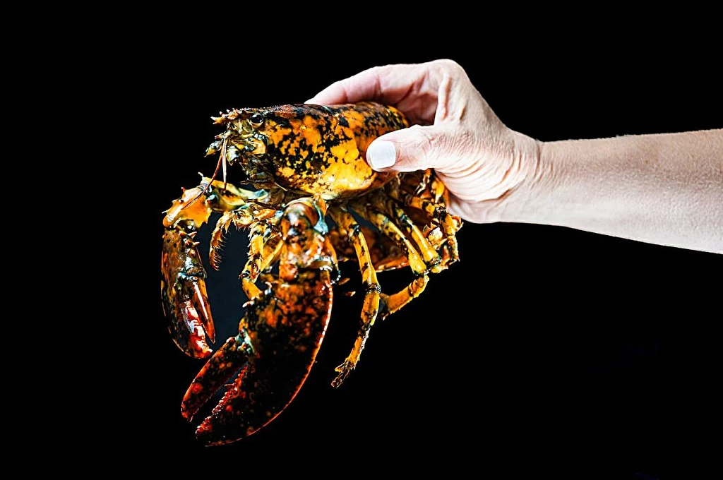 Duży, kolorowy homar trzymany w ręce dorosłej osoby na tle czarnego tła, dobrze widoczne szczypce i charakterystyczna skorupa skorupiaka.