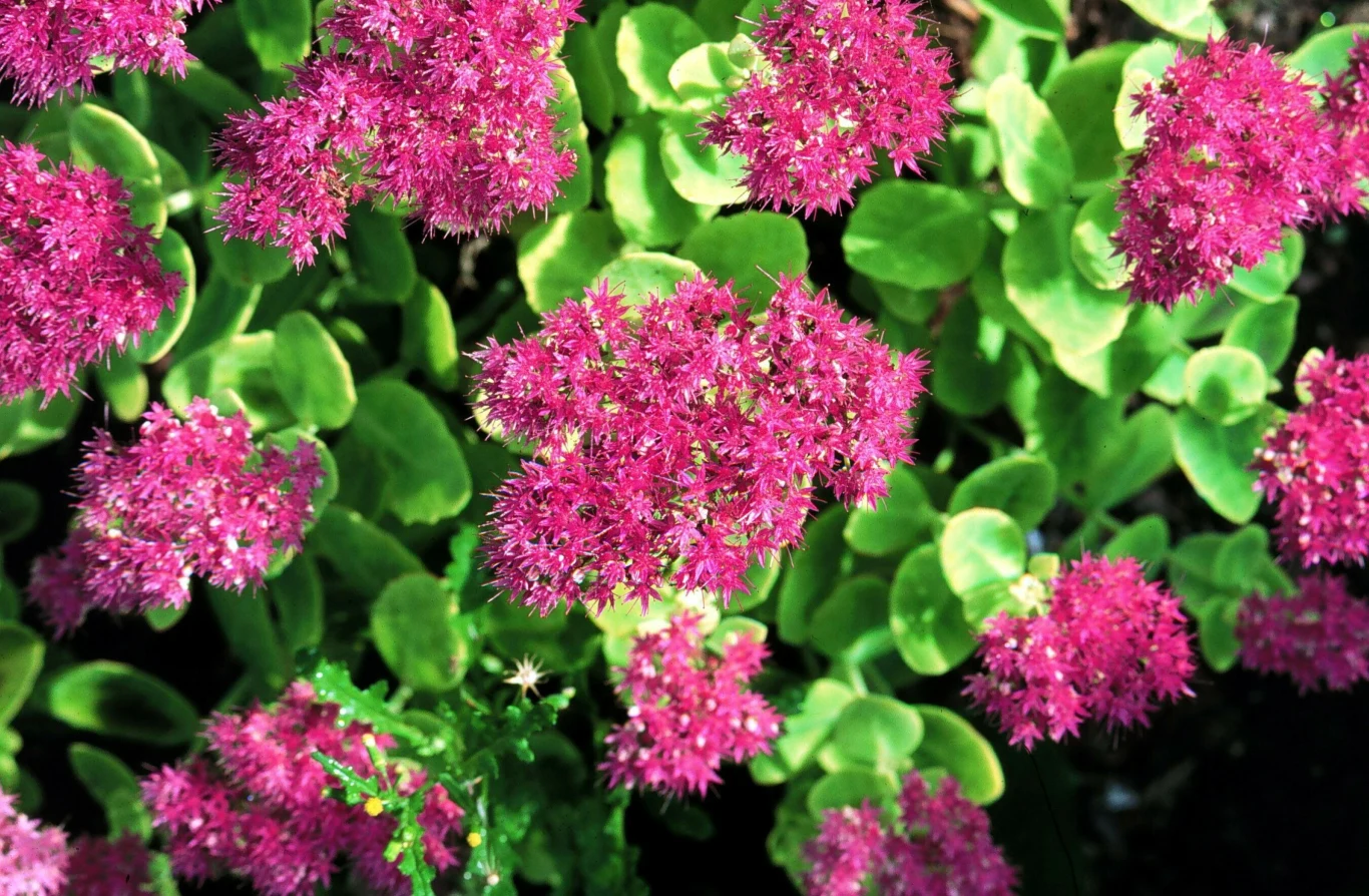  Rozchodnik okazały zazwyczaj występuje w odcieniach różu, burgundu czy też zieleni