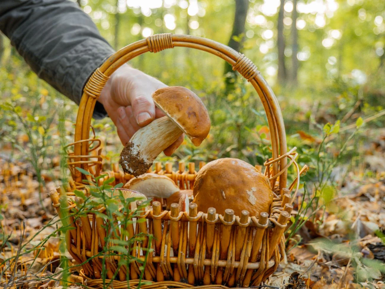 W dawnych czasach grzybobranie miało charakter rytuału. Wymagało przestrzegania określonych zasad