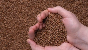 Kasza, która robi robotę. Płaskurka wraca na talerze, wspierając serce i jelita 