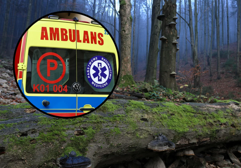 Tragedia w lesie. 46-latek śmiertelnie pogryziony przez psy. Zdj. ilustracyjne 