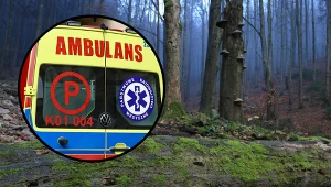 Tragedia w lesie. 46-latek śmiertelnie pogryziony przez psy. Zdj. ilustracyjne