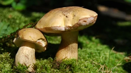 Wyglądem przypomina borowika. Wystarczy jednak jeden kawałek, by zepsuć całą potrawę