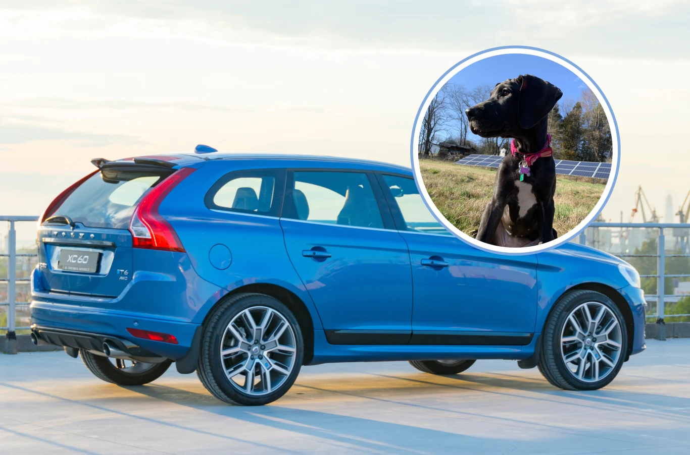 Pies uruchomił czujnik w Volvo. Kobieta z urazem głowy pozywa koncern. Niebieski samochód osobowy typu kombi zaparkowany na otwartym parkingu, w prawym górnym rogu zdjęcia widoczna okrągła ramka z portretem czarnego psa z różową obrożą, siedzącego na trawie przy panelach słonecznych.