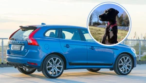 Pies uruchomił czujnik w Volvo. Klapa bagażnika uderzyła kobietę w głowę