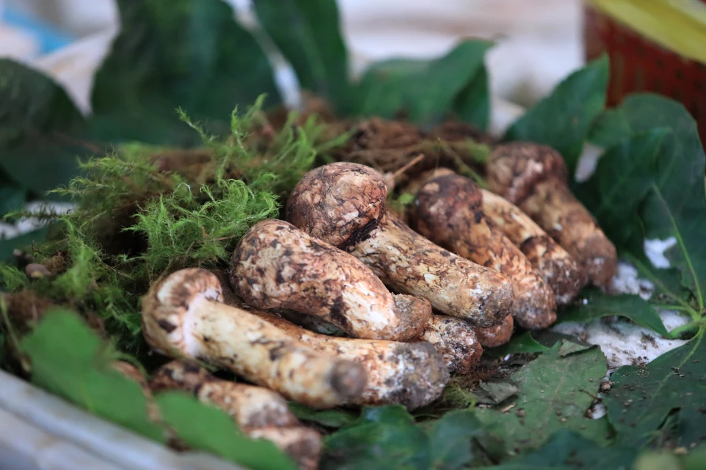 Gąska sosnowa. Na terenie Polski opisano tylko jedno stanowisko tego gatunku Gąska sosnowa. Na terenie Polski opisano tylko jedno stanowisko tego gatunku