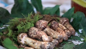 Kilka grzybów sprzedano za 5 tys. euro. To Święty Graal grzybiarzy