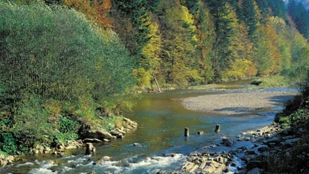 Rezerwat Przyrody Sine Wiry to perełka Bieszczadów. Można tu podziwiać kaskady na Wetlinie