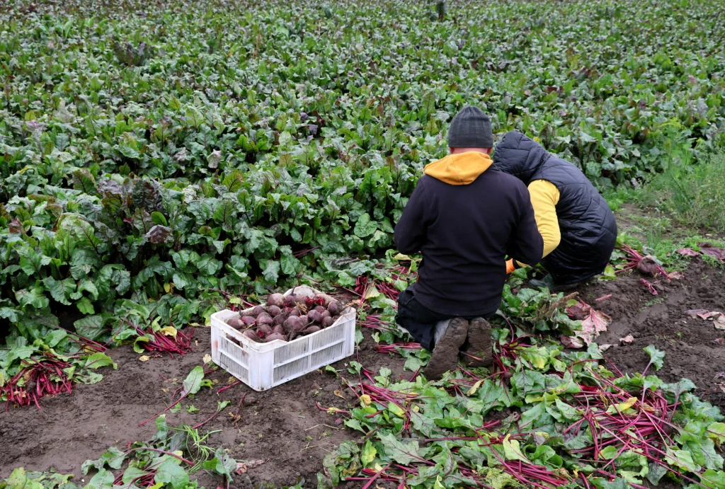 Nadprodukcja jest faktem, ale to nie jest główny problem rolników w Polsce