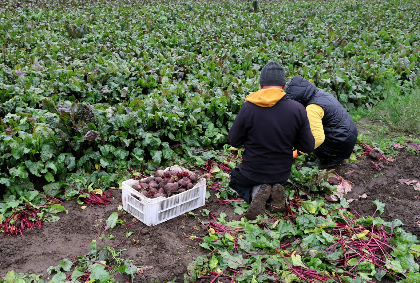 Nadprodukcja jest faktem, ale to nie jest główny problem rolników w Polsce Dwie osoby w kurtkach podczas zbioru buraków, obok pojemnik z zebranymi warzywami, w tle rozległe pole buraków.
