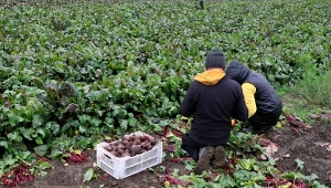 Nadprodukcja jest faktem, ale to nie jest główny problem rolników w Polsce