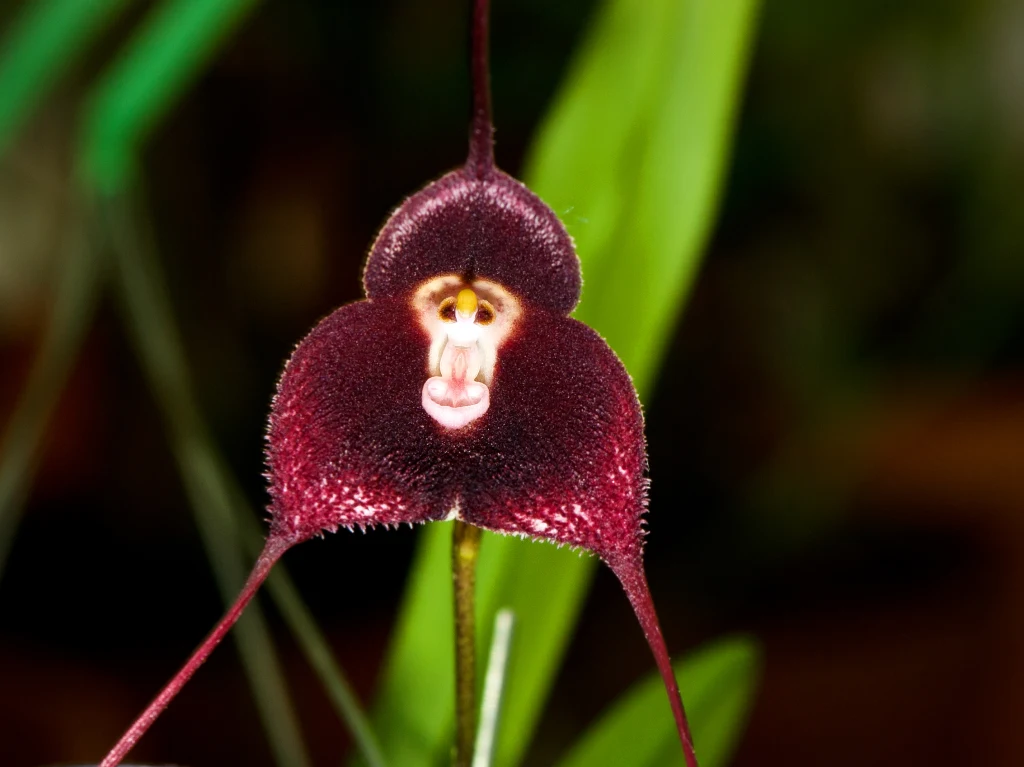 Storczyk z rodzaju Dracula. Te kwiaty mają deseń w kształcie Storczyk z rodzaju Dracula. Te kwiaty mają deseń w kształcie