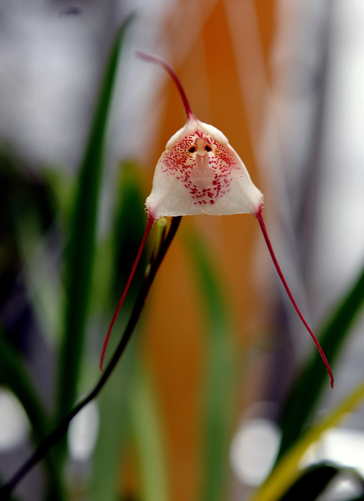 Dracula erythrocodon z Ekwadoru Egzotyczny kwiat storczyka z długimi, cienkimi płatkami układającymi się wokół centralnej, jasnej części z czerwonymi plamkami, w tle rozmyte zielone liście.