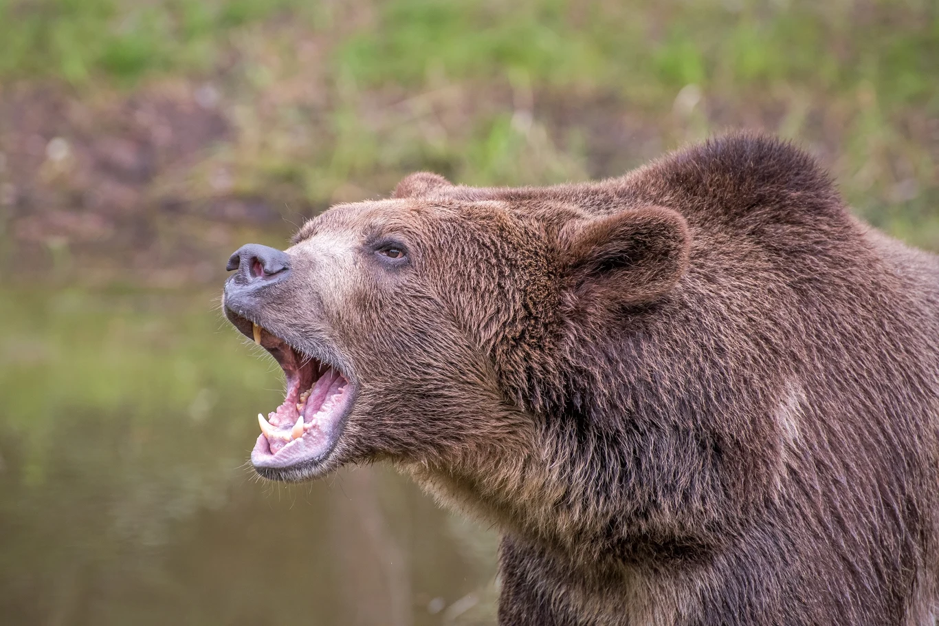 Niedźwiedź grizli zaatakował w Kanadzie Brązowy niedźwiedź z otwartą paszczą stojący na tle naturalnego środowiska, z widocznymi ostrymi kłami i futrem w odcieniach brązu
