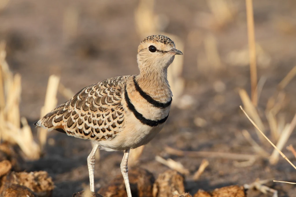 Ptak z brązowo-beżowym upierzeniem, czarnym paskiem na piersi i jasnym brzuchem stoi na suchej, kamienistej ziemi z resztkami roślinności w tle.