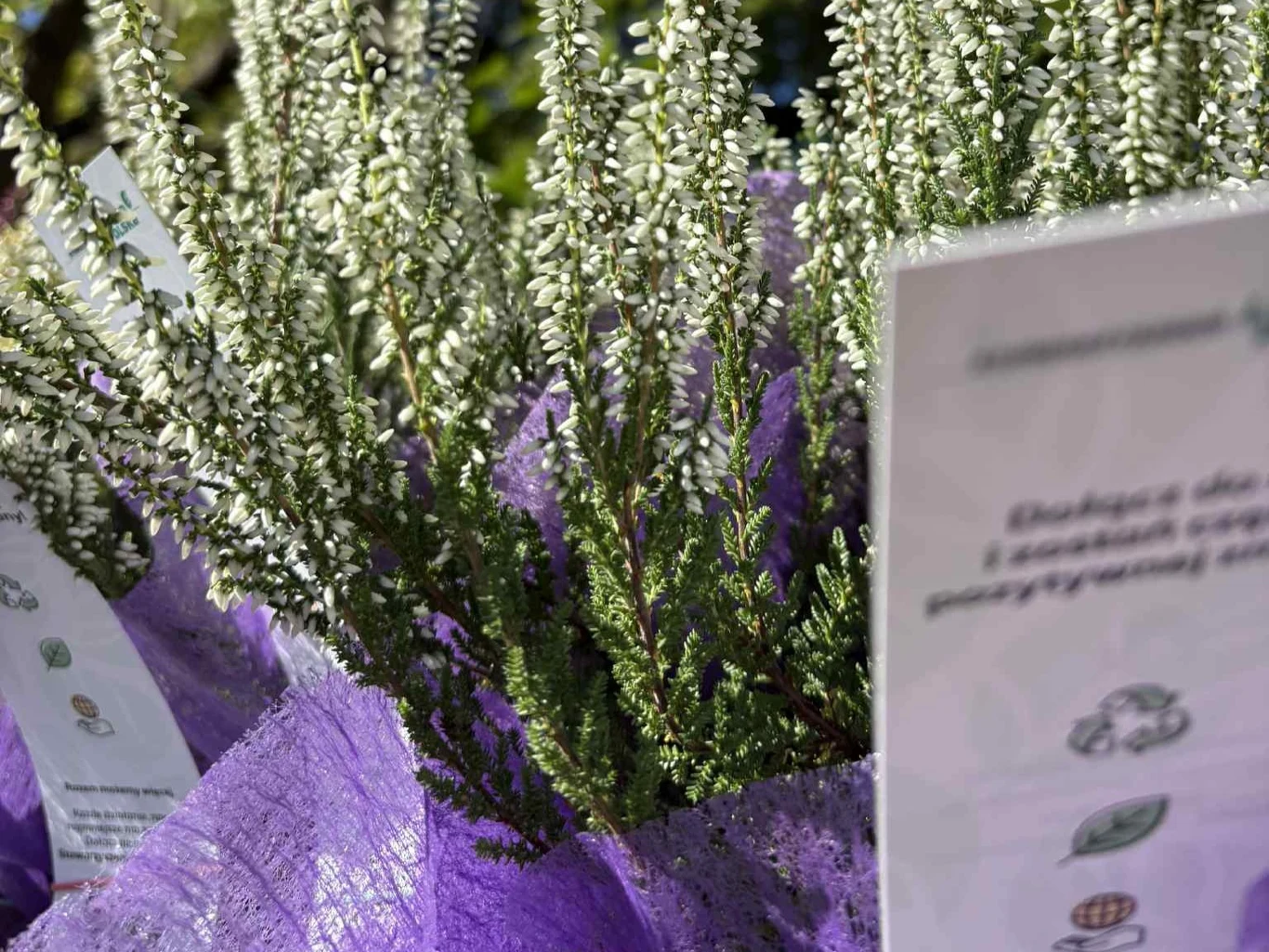 Gałązki białego wrzosu w dekoracyjnej, fioletowej osłonce, w tle tabliczki z informacjami lub cenami.