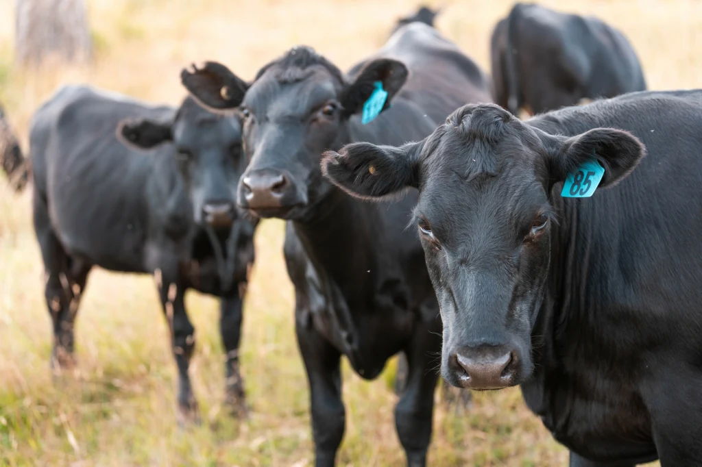 Dane zebrane przez organizację nie pozostawiają złudzeń – hodowla przemysłowa nie „karmi świata” Dane zebrane przez organizację nie pozostawiają złudzeń – hodowla przemysłowa nie „karmi świata”