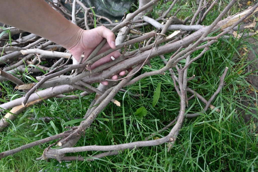 Czy zbieranie chrustu w lesie jest legalne? Ile można zaoszczędzić na takim paliwie?