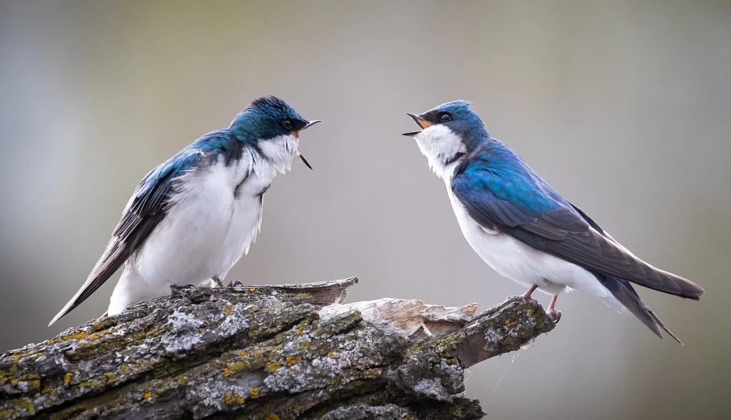 Nadobniczki drzewne, małe jaskółki, odporne są na wieczne chemikalia Nadobniczki drzewne, małe jaskółki, odporne są na wieczne chemikalia
