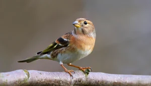 Ptak zwiastunem zimy? Jeśli zobaczysz go w ogrodzie, nie licz na wiosnę