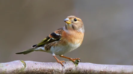 Czym jest jer? Ten ptak to zimowy gość 