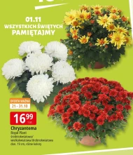 Chryzantema