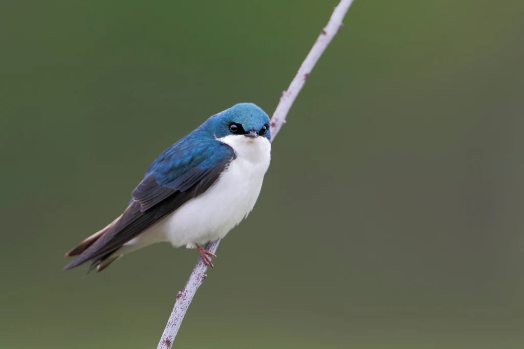 Nadobniczka drzewna wykazuje odporność na PFAS Jaskółka o niebieskim grzbiecie i białym brzuchu siedząca na cienkiej gałęzi na tle rozmytego, zielonego tła.
