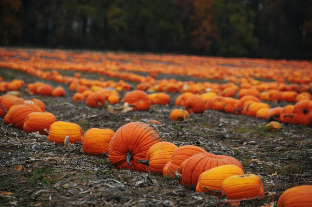 Gdzie wybrać się na pole dyniowe? Te miejsca to nie tylko farmy