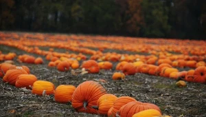 Najpiękniejsze pola dyniowe w Polsce. Dokąd wybrać się na farmę dyń?