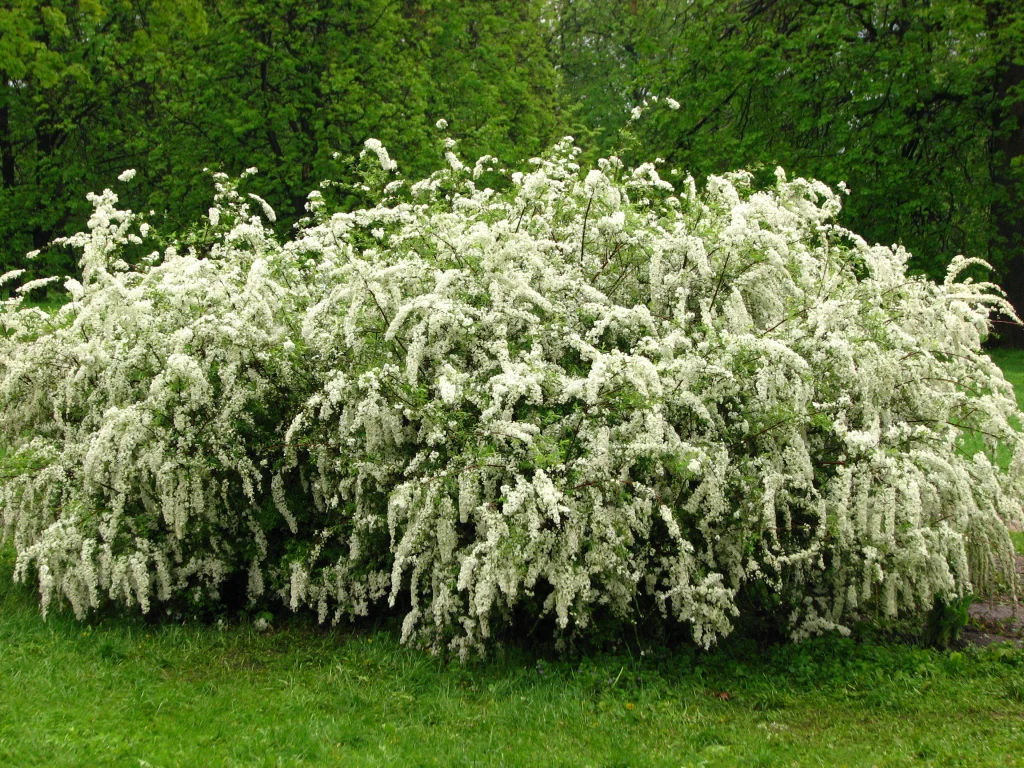 Tawuła szara zachwyca swym eleganckim wyglądem Tawuła szara zachwyca swym eleganckim wyglądem