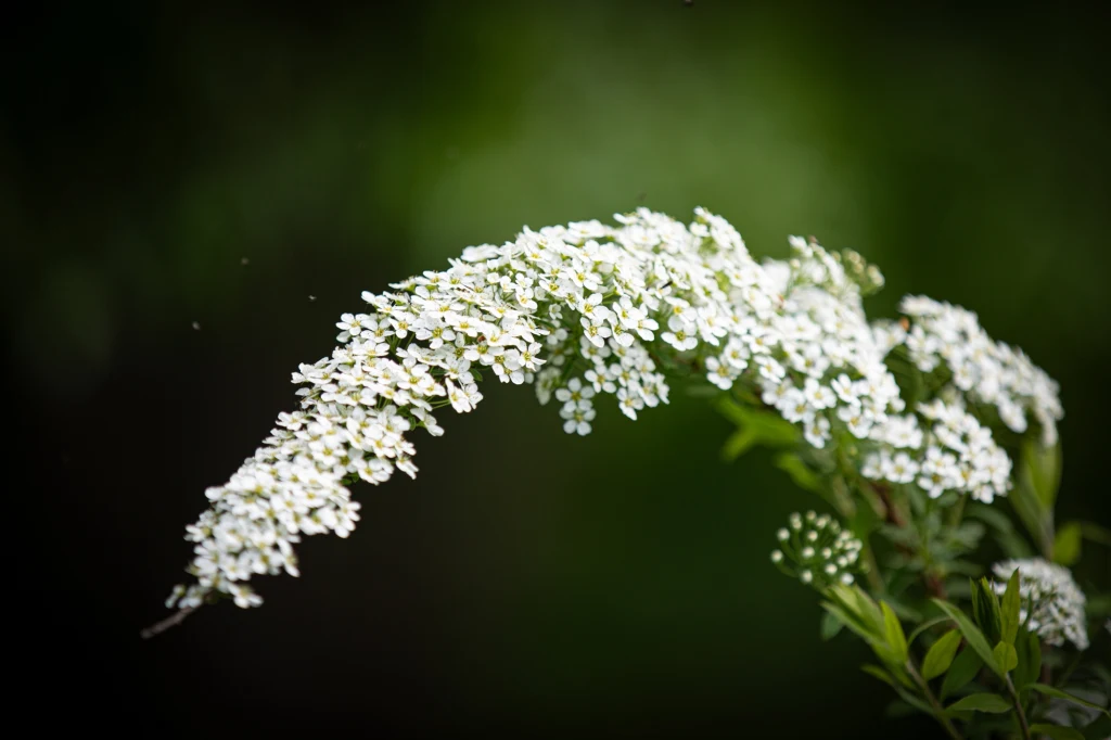 Gdy tawuła szara przekwitnie, to należy przyciąć zwiędłe pędy Długi łukowaty kwiatostan białych drobnych kwiatów tawuły na tle rozmytej zieleni, skupiona główna gałąź i subtelne liście.